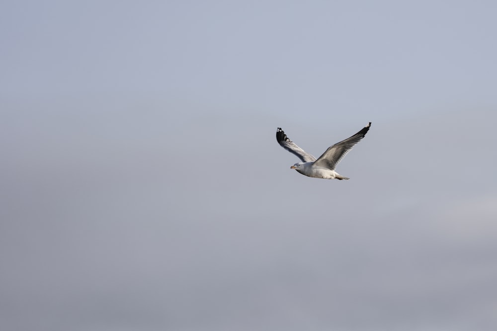 Vogelflug am Tag