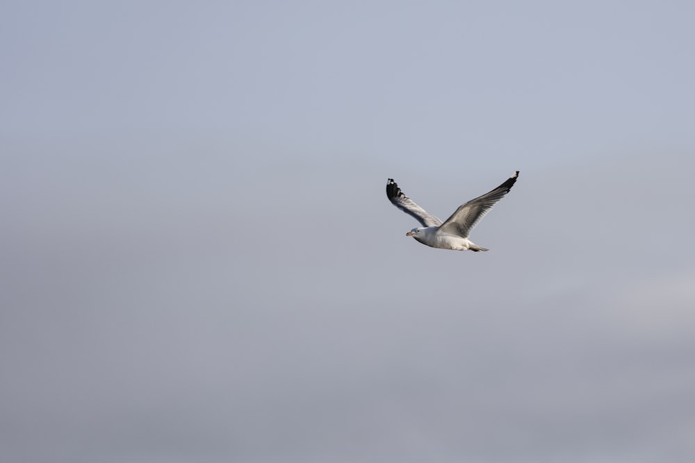 bird flying during daytime