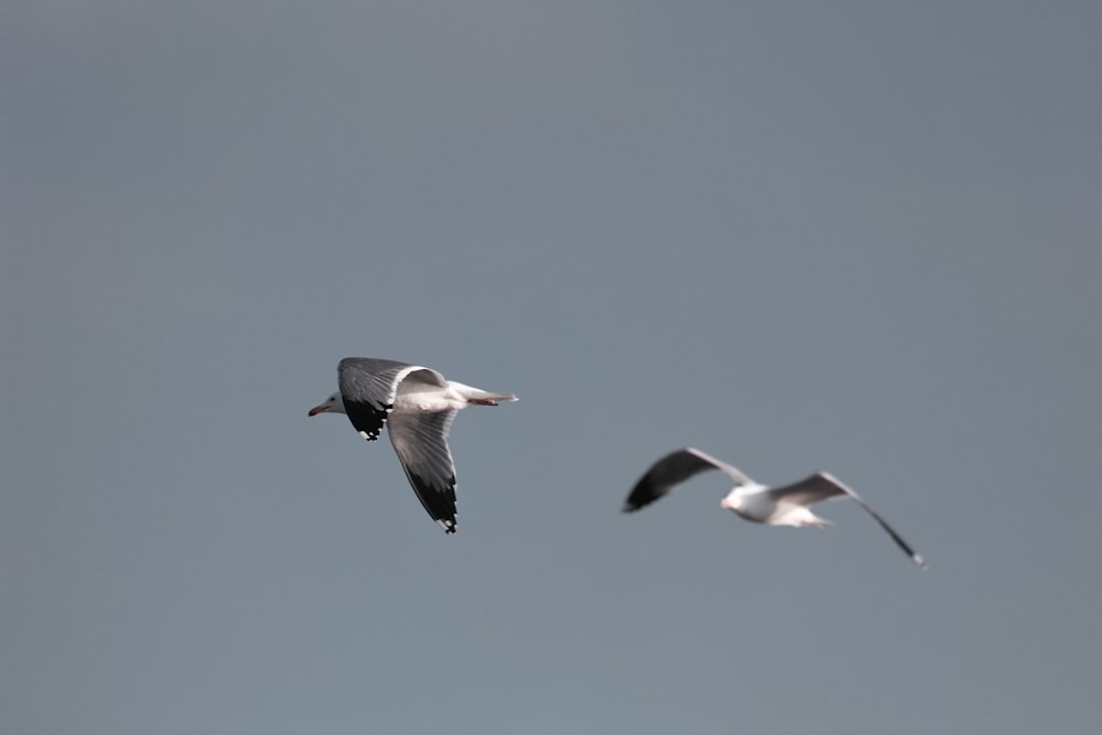 two white birds flying