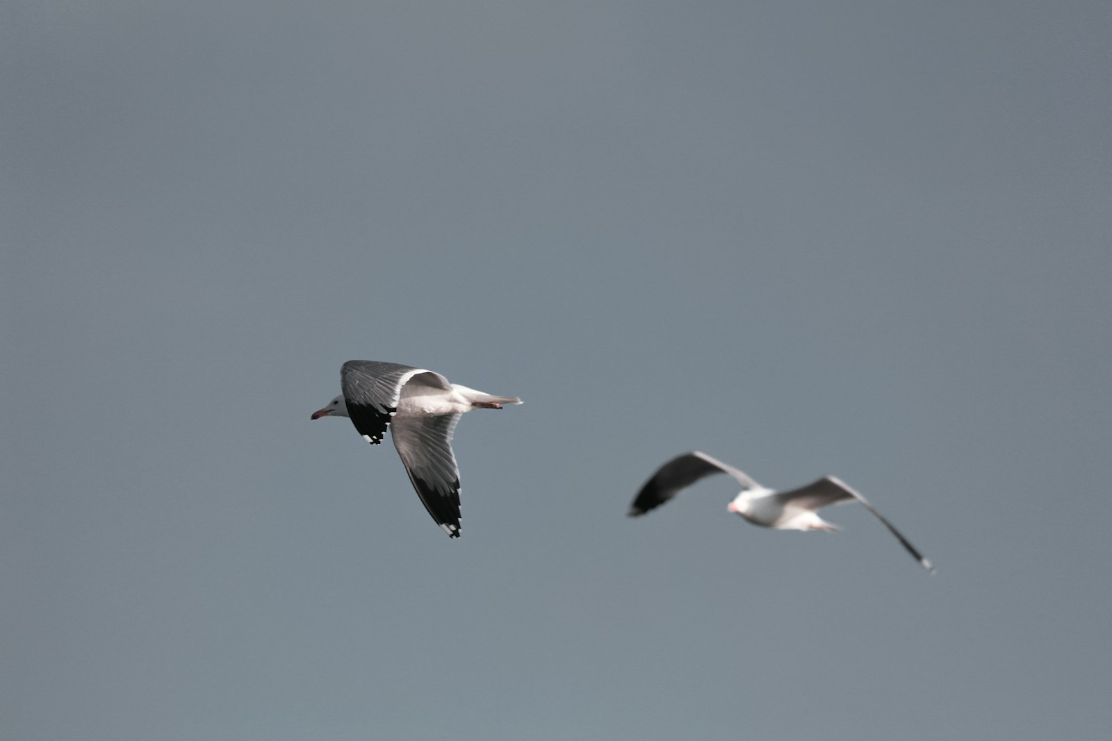 Canon EF 100-400mm F4.5-5.6L IS II USM sample photo. Two white birds flying photography