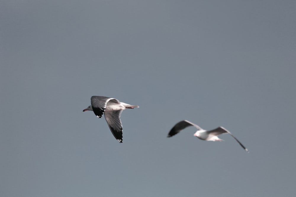 zwei weiße Vögel fliegen