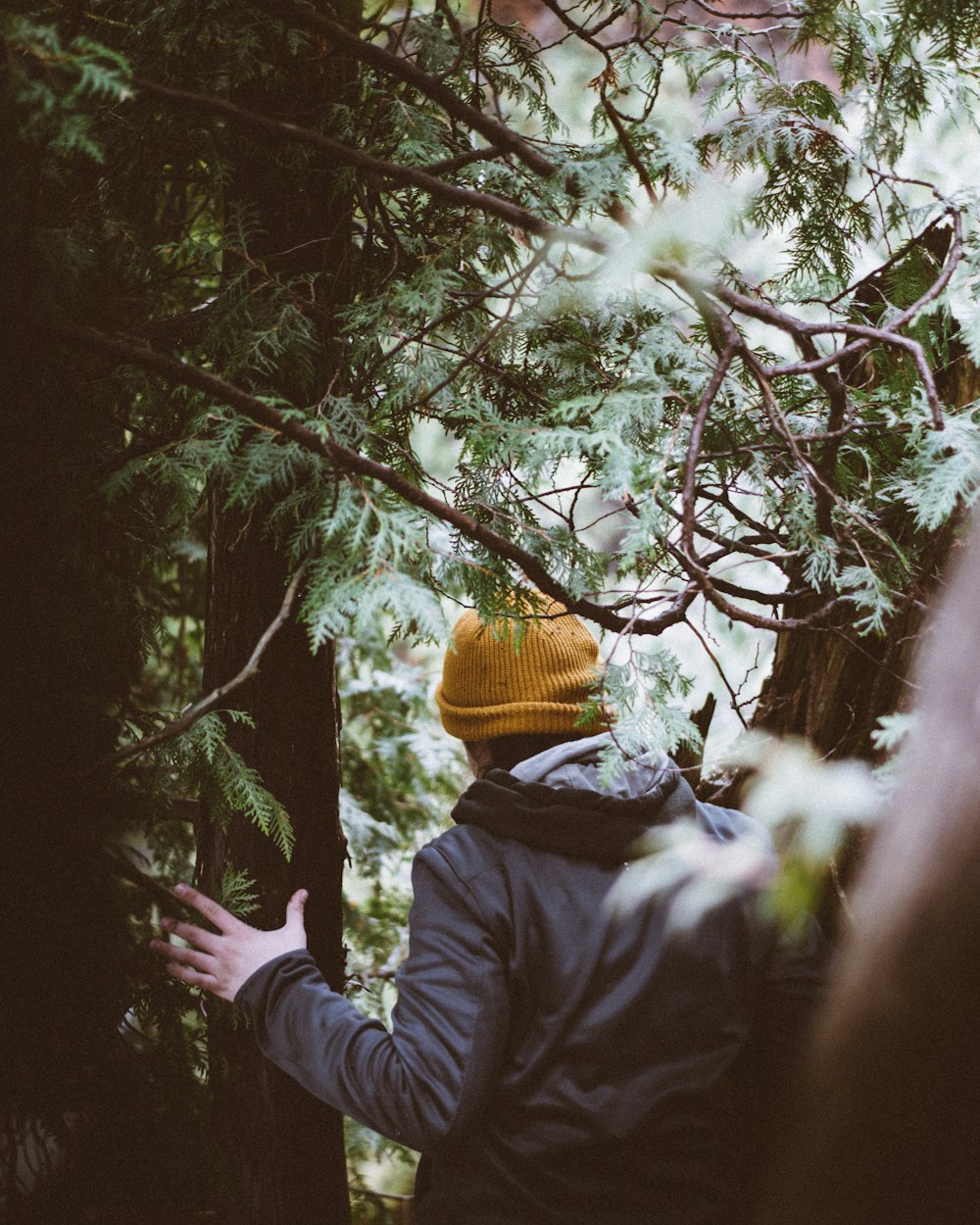 person holding at tree branch