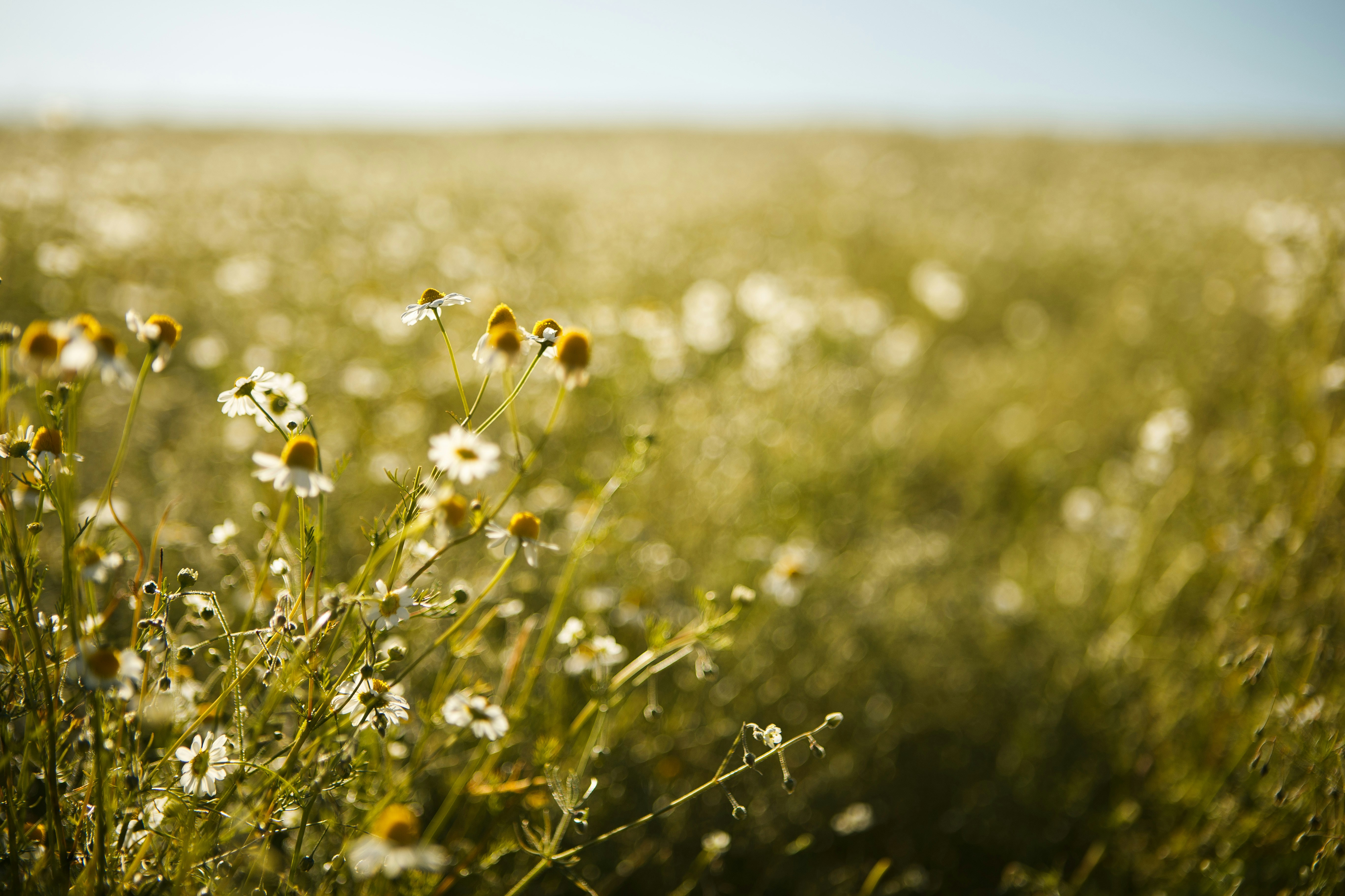 Free Unsplash photo from Rodrigo Capuski