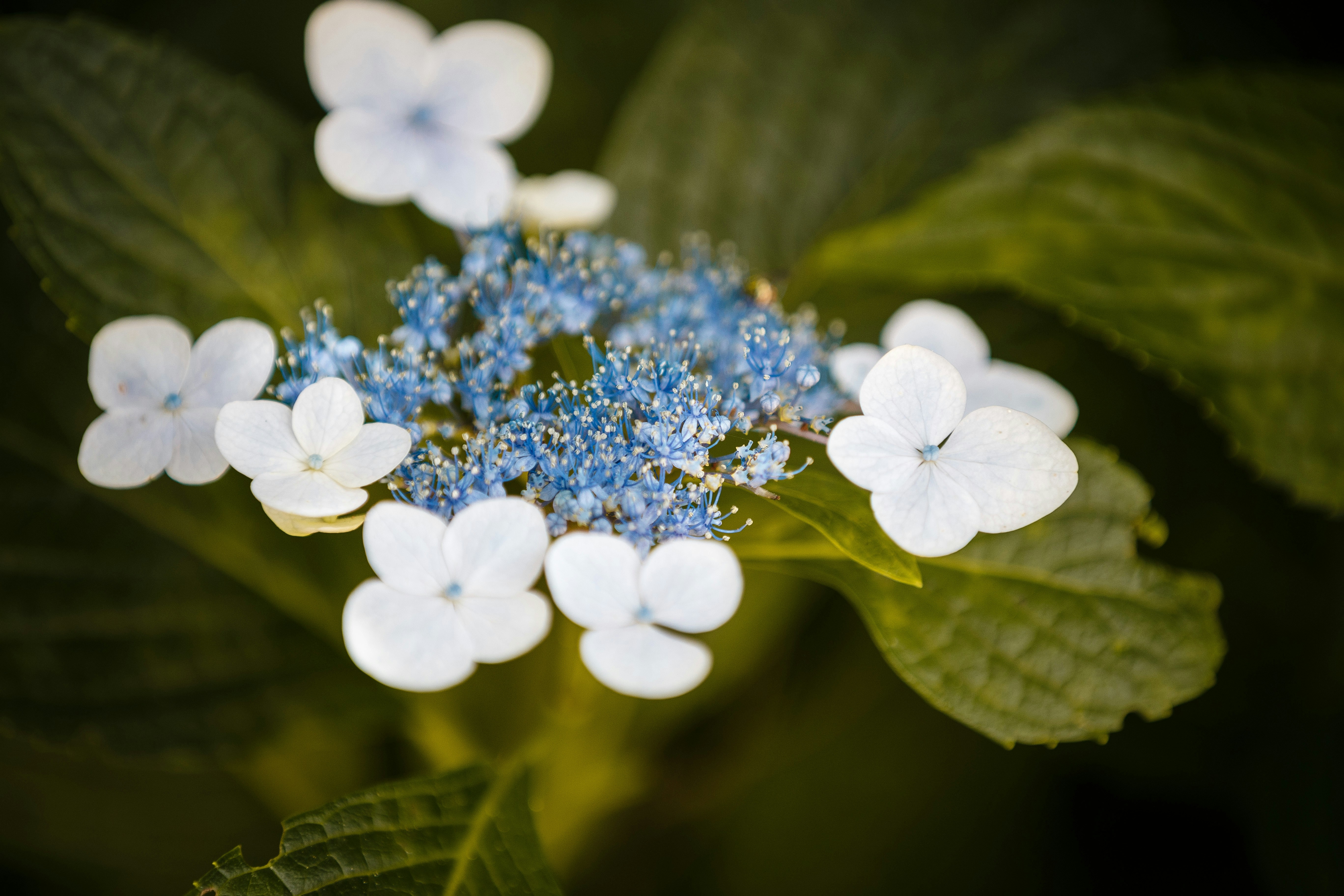 Free Unsplash photo from Rodrigo Capuski