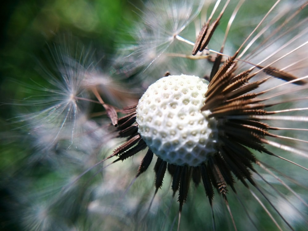 white dandelion flower in close-up photography