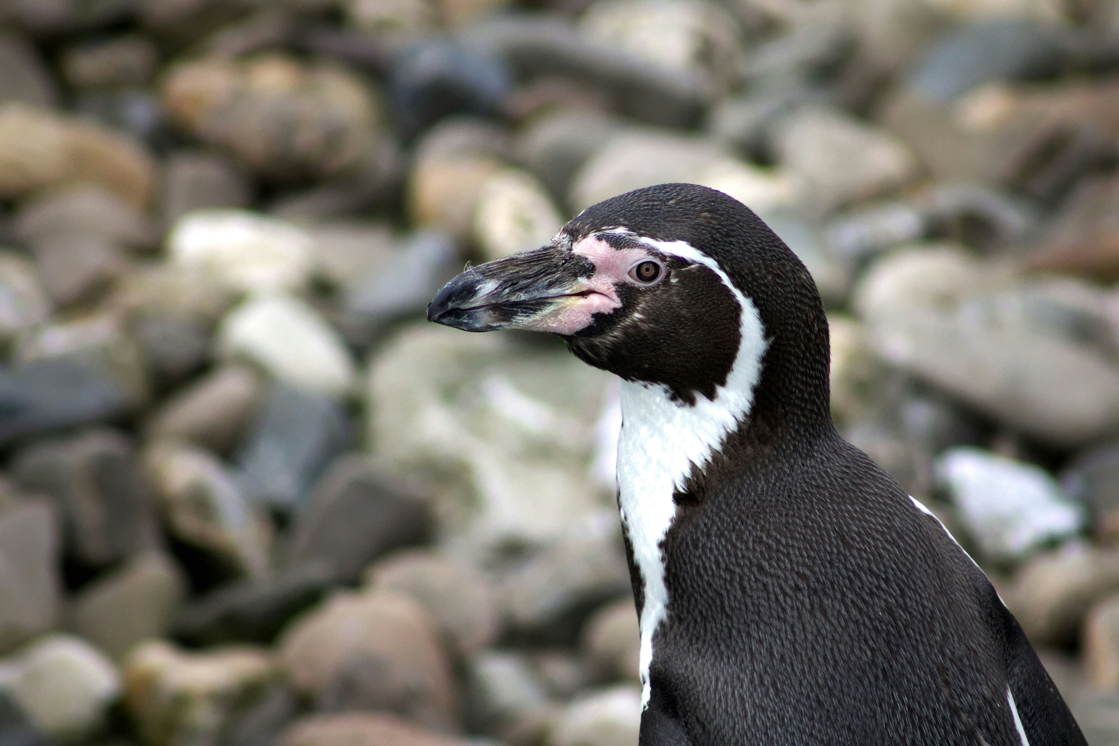 Free Unsplash photo from Harm Weustink