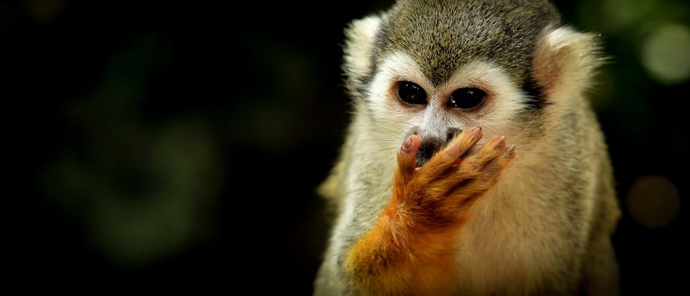 Fotografia de close-up de sagui