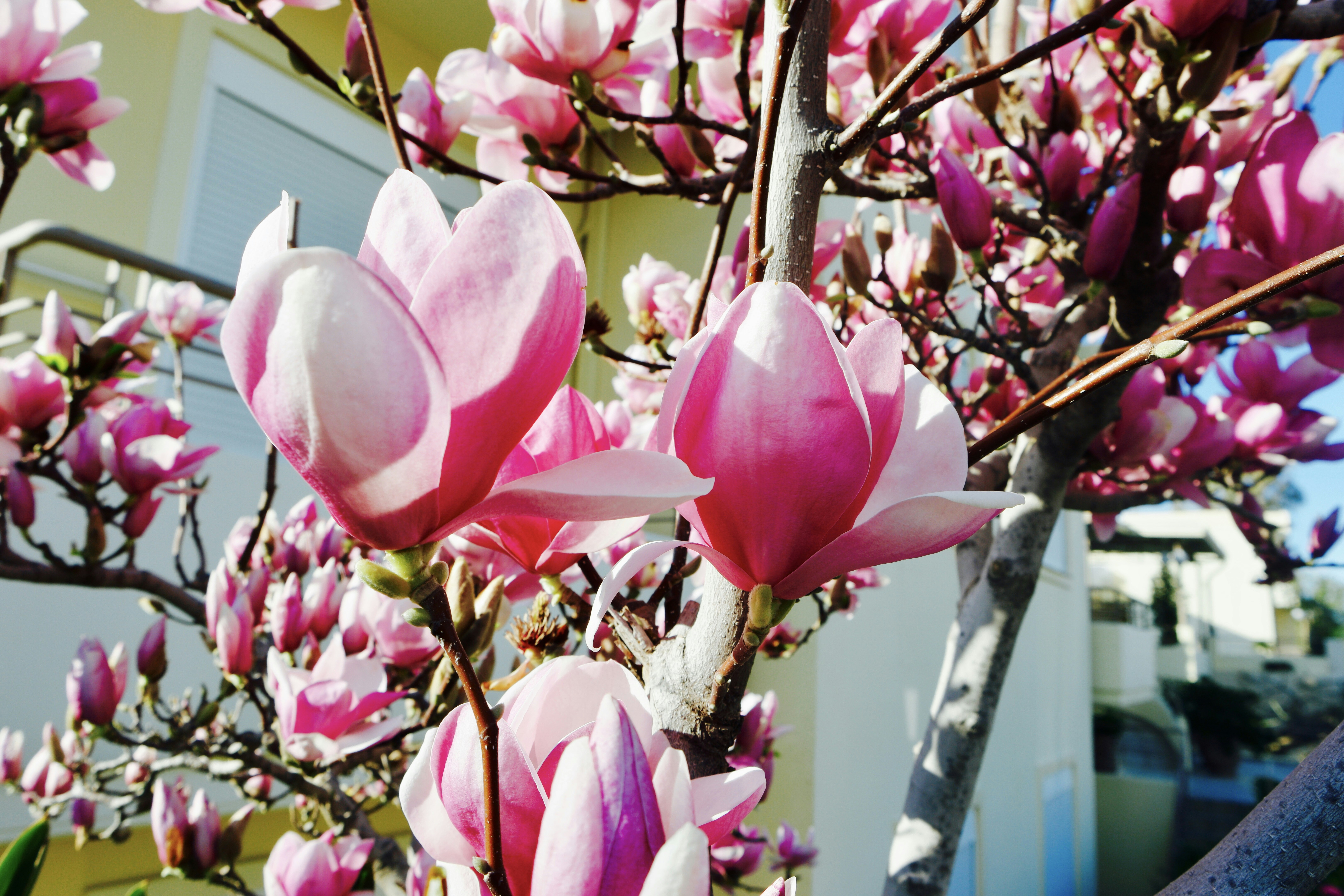 Free Unsplash photo from Elena A