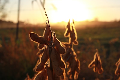 Several soybean pods hang from stalks in a field during sunrise or sunset, with the sunlight creating a golden glow around the pods and casting long shadows.