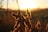 Photo of a smiling farmer holding a soybean plant in a field at sunrise.