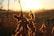 Photo of a smiling farmer holding a soybean plant in a field at sunrise.