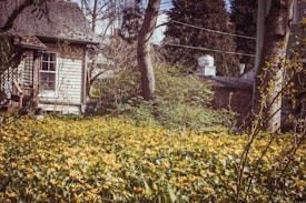 Charming garden with a wooden house and lush foliage. Bright yellow flowers cover the foreground while the midground is filled with green bushes and tall trees. A small window and roof are partially visible, adding a rustic feel. The background has large trees and part of another building can be seen slightly.
