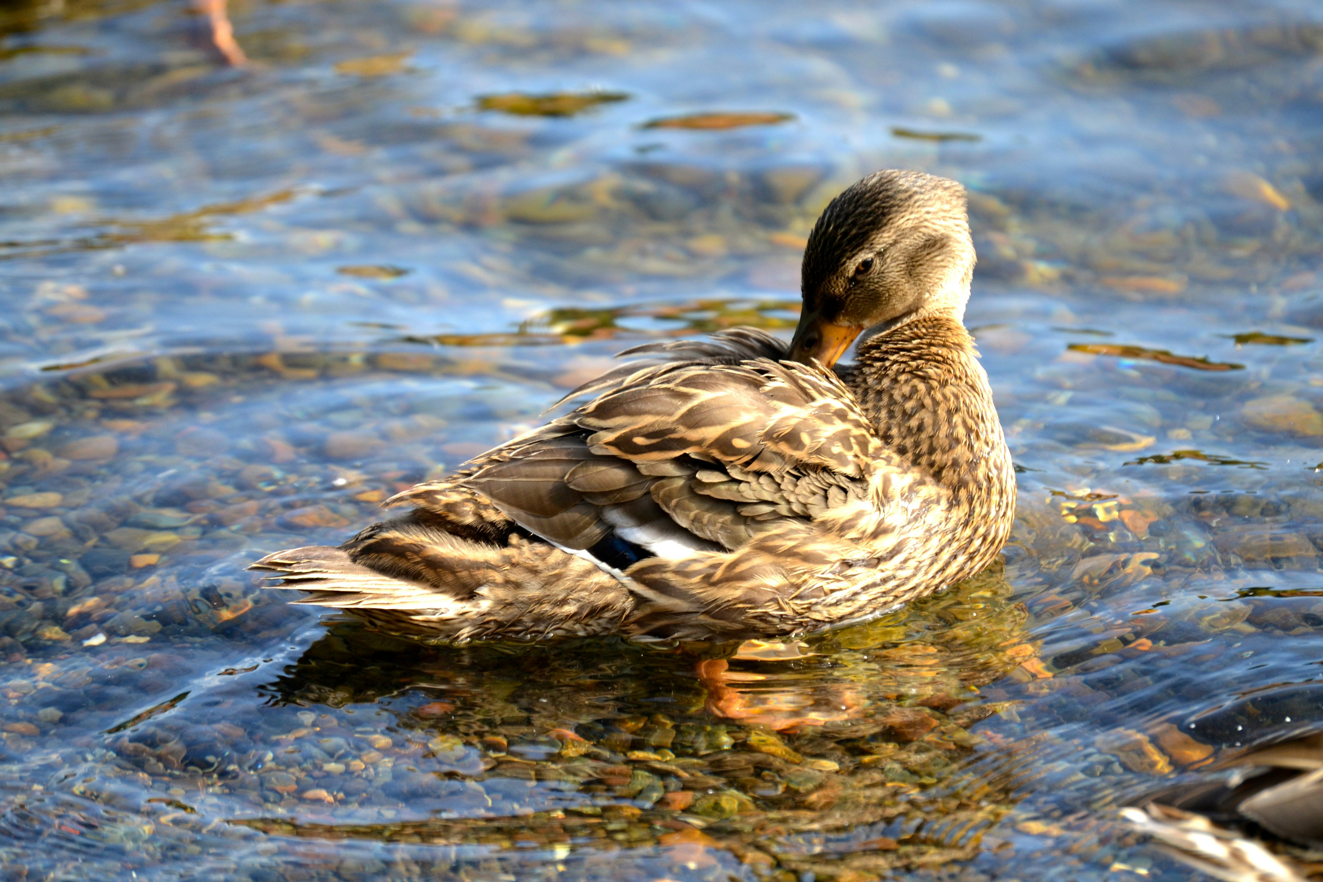 Free Unsplash photo from Schuylar Permann