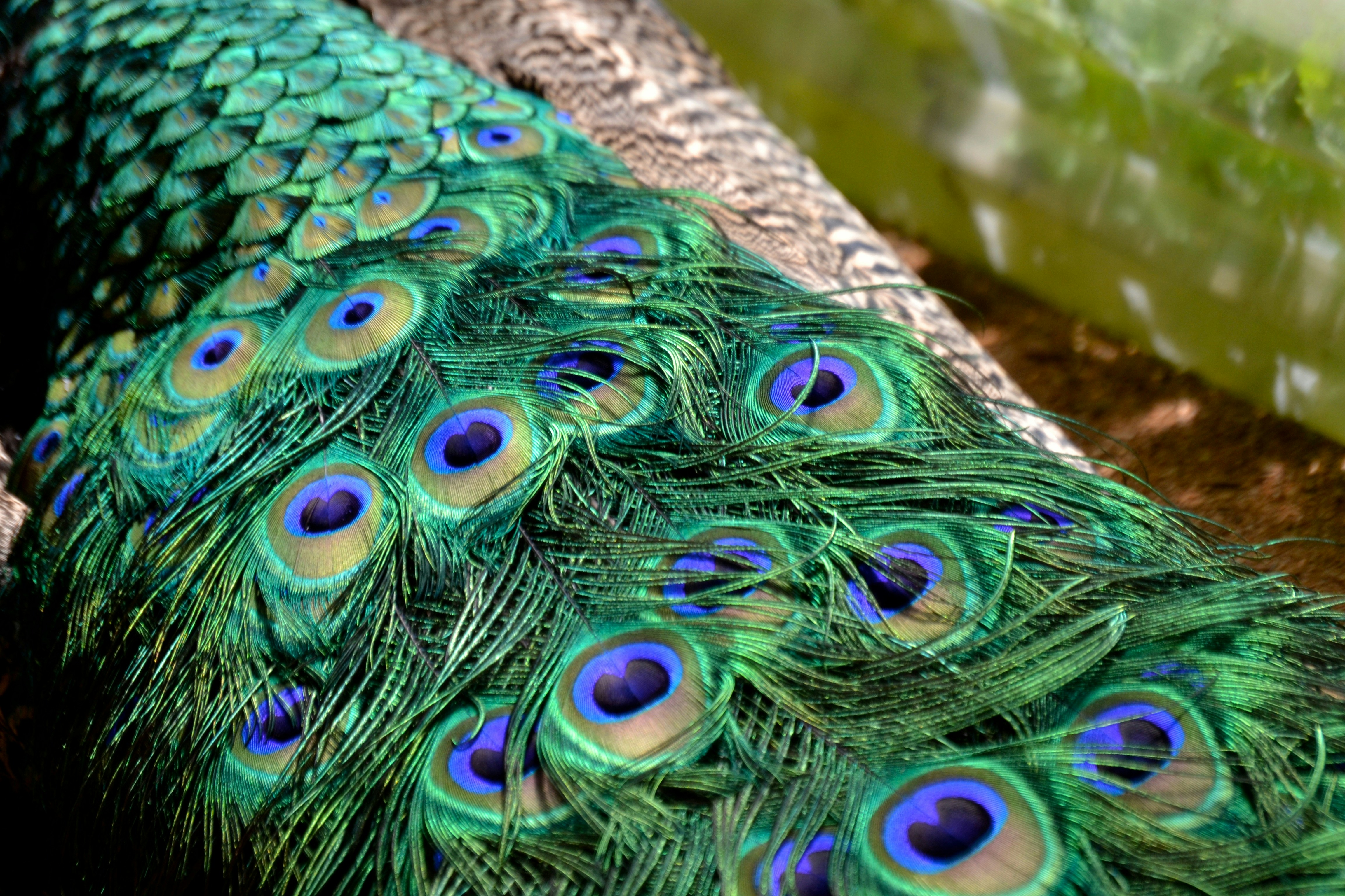 Free Unsplash photo from Schuylar Permann