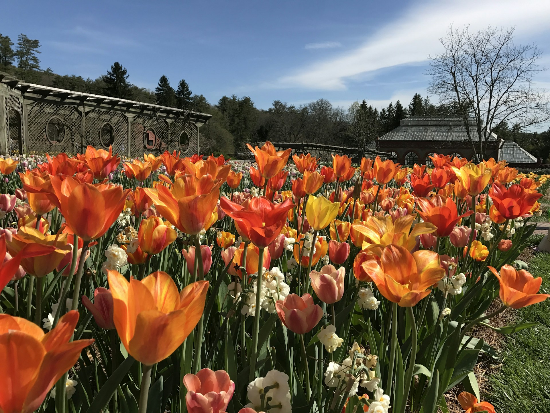 A vibrant tulip garden in full bloom, showcasing rows of colorful flowers under a clear blue sky in Kashmir.