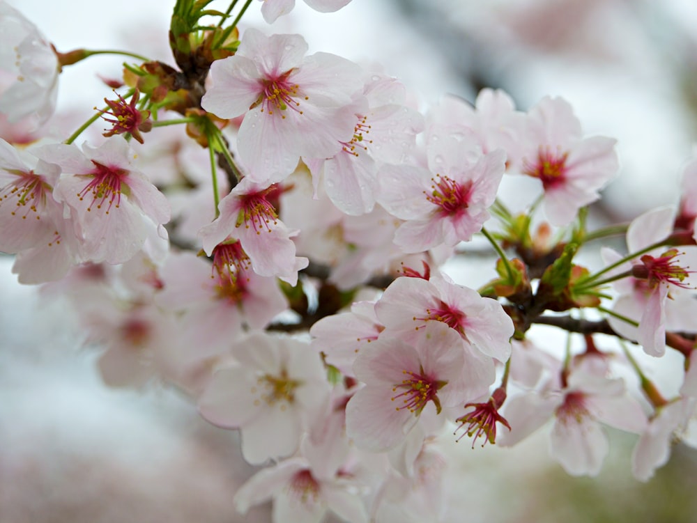 close-up photography of white petaled flowers