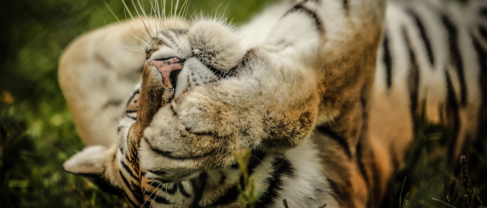 tigre beige, noir et blanc couché sur l’herbe