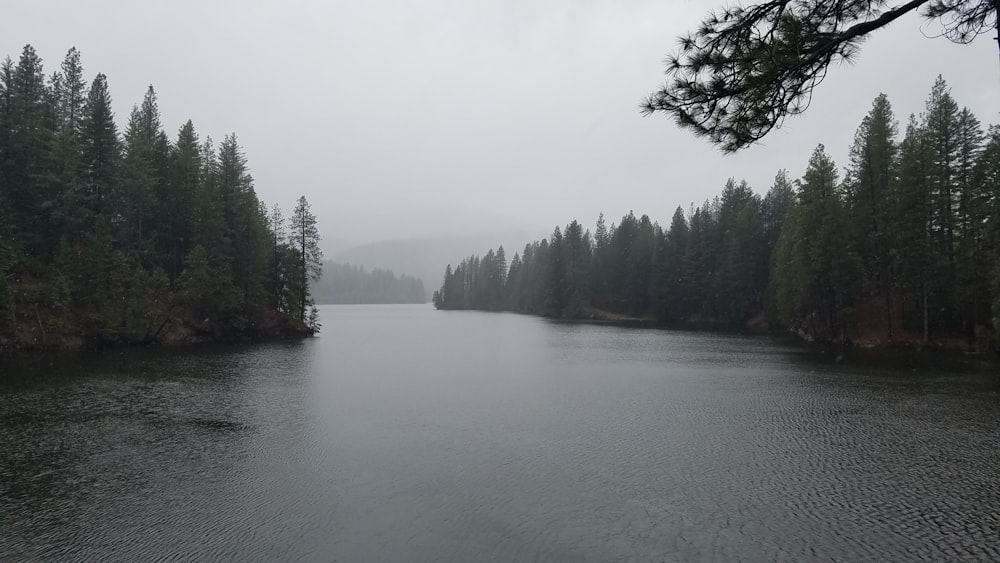 green trees beside river under white sky during daytime