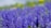 orange dragonfly perched on purple flower