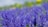 orange dragonfly perched on purple flower
