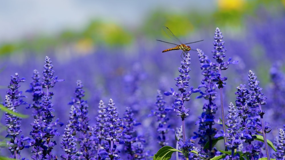 libélula laranja empoleirada na flor roxa