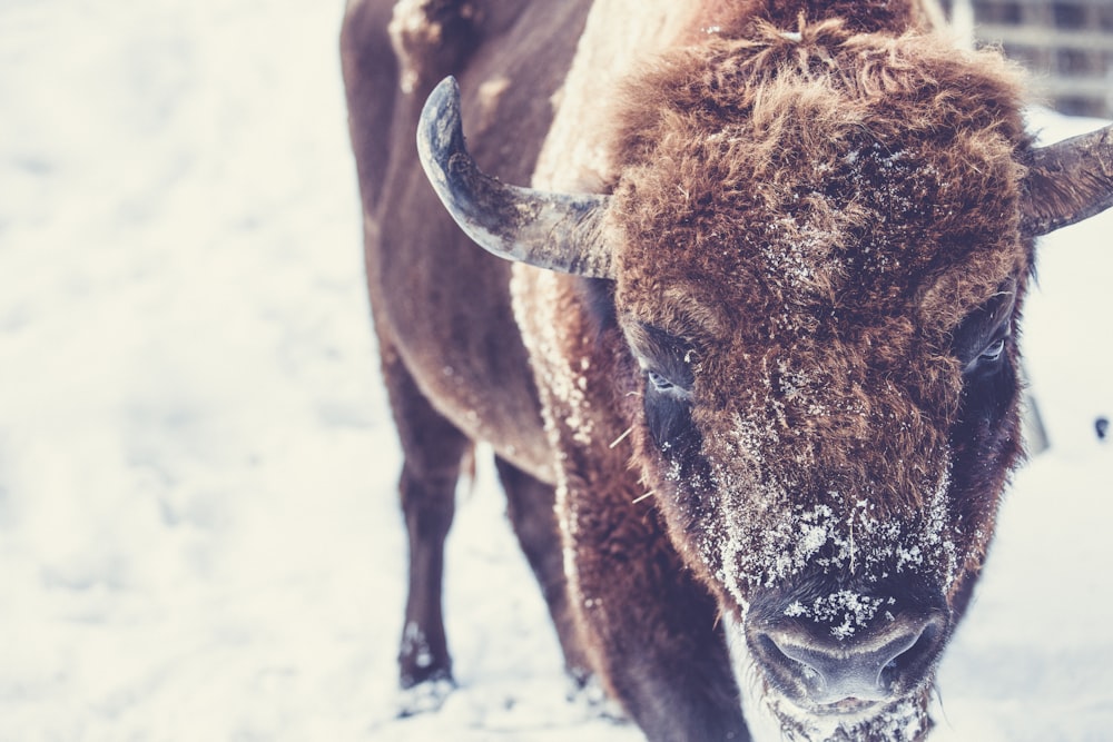 brown bison