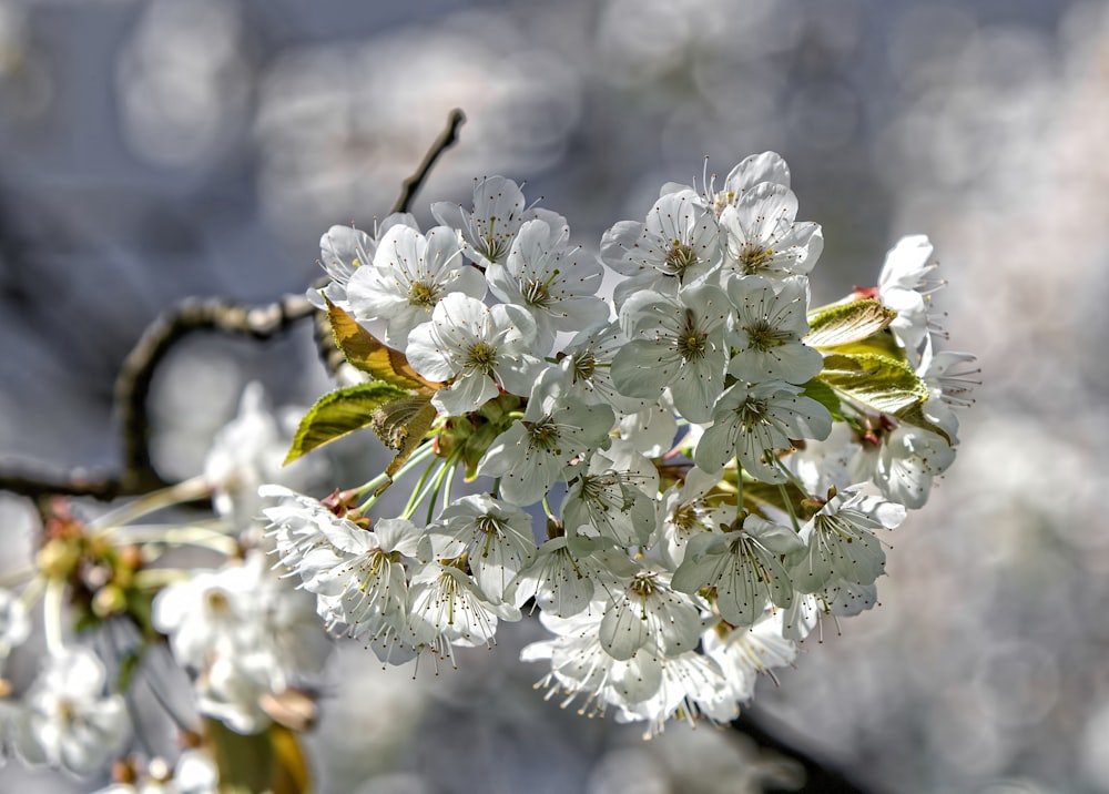 白い花びらの花の接写