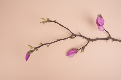 pink petaled flowers