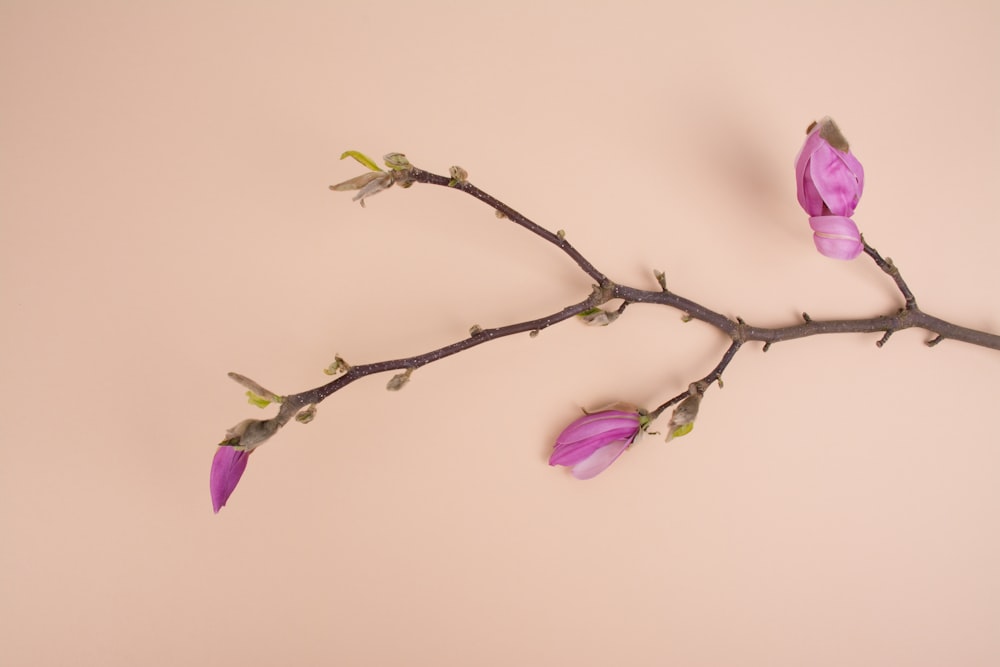 pink petaled flowers