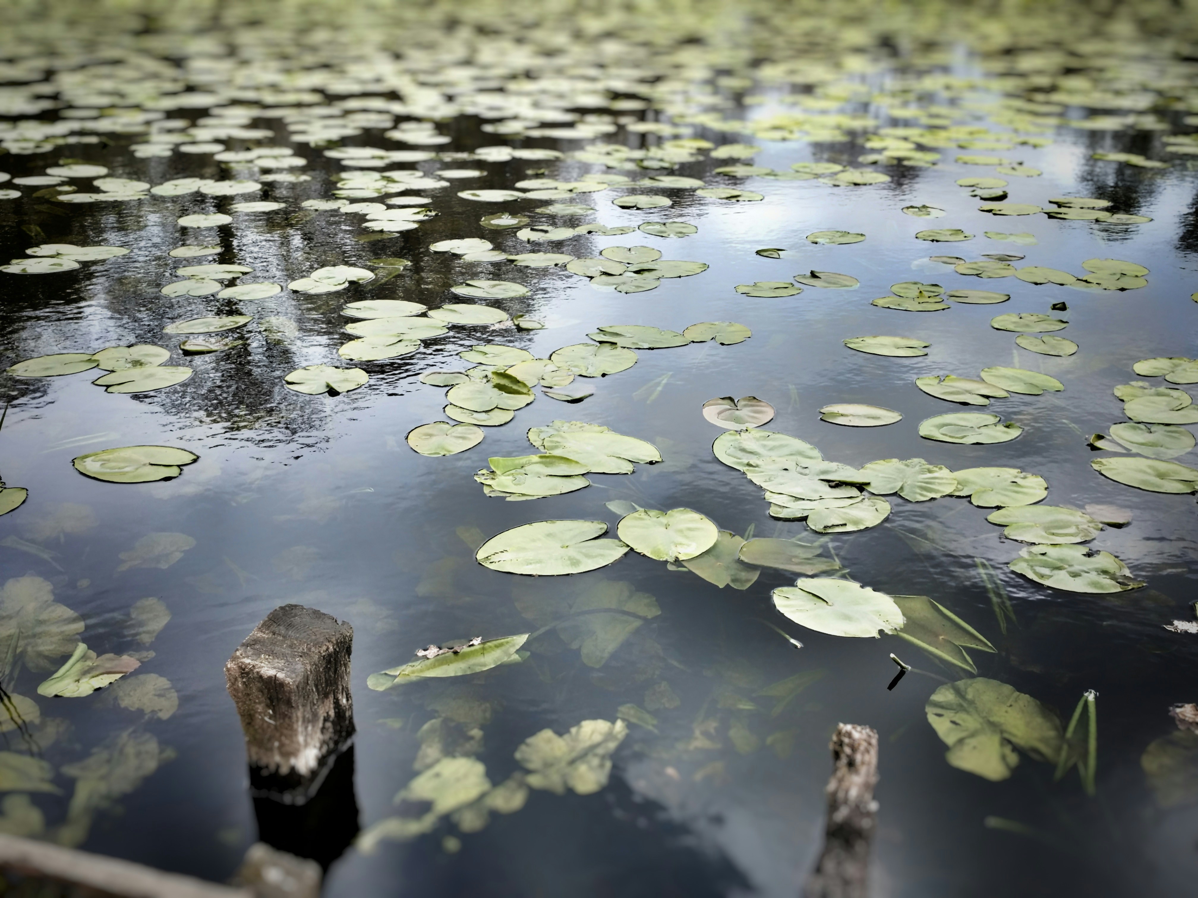 Free Unsplash photo from Steven Price