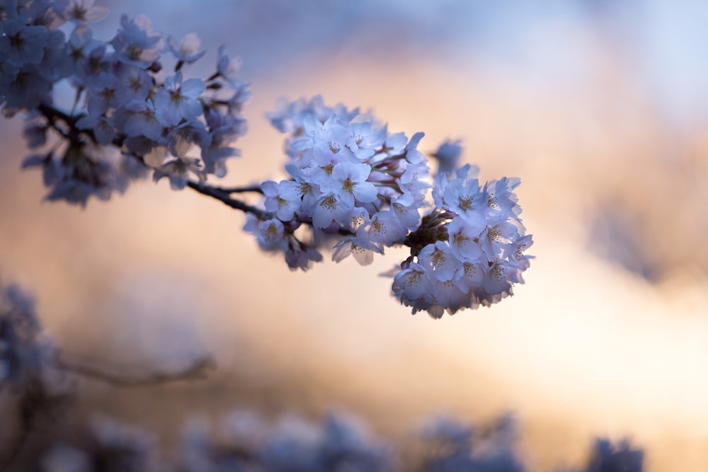 Enfoque selectivo de las flores de cerezo durante el día