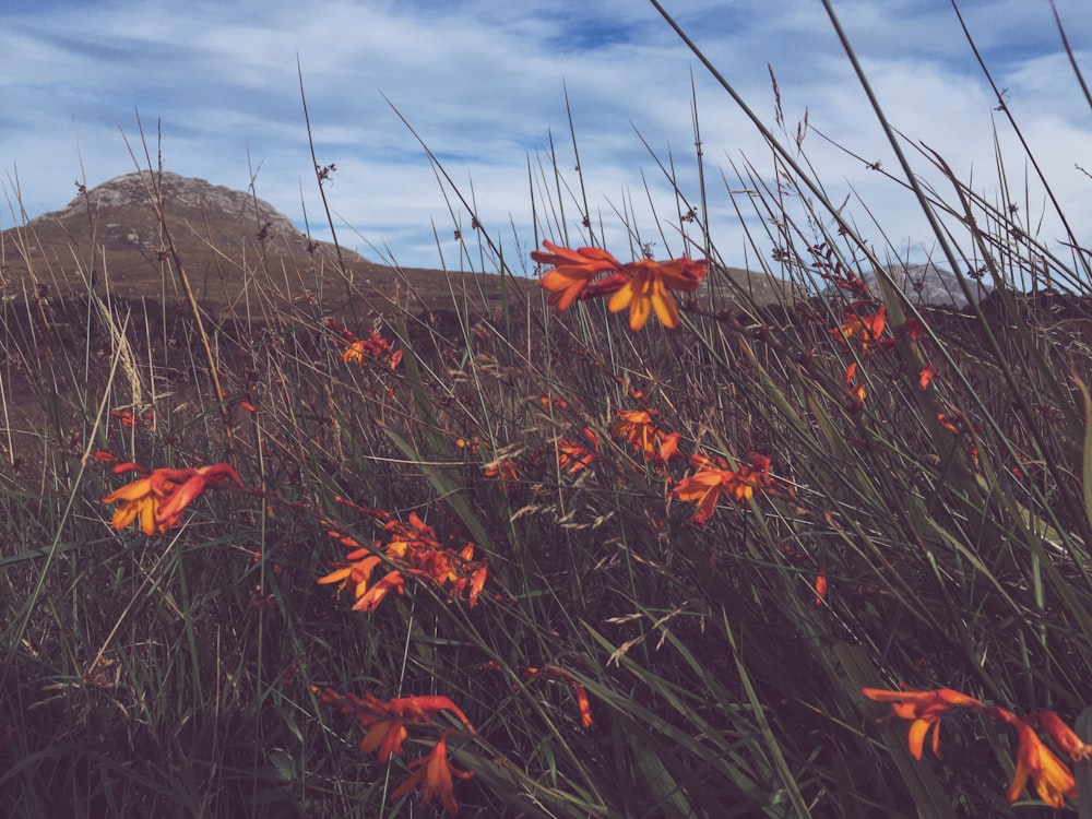 fotografia de flores de pétalas alaranjadas durante o dia