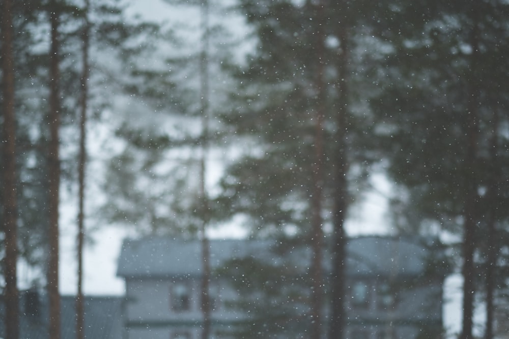 Snowflakes falling in the foreground with  tall trees and a house out of focus in the background