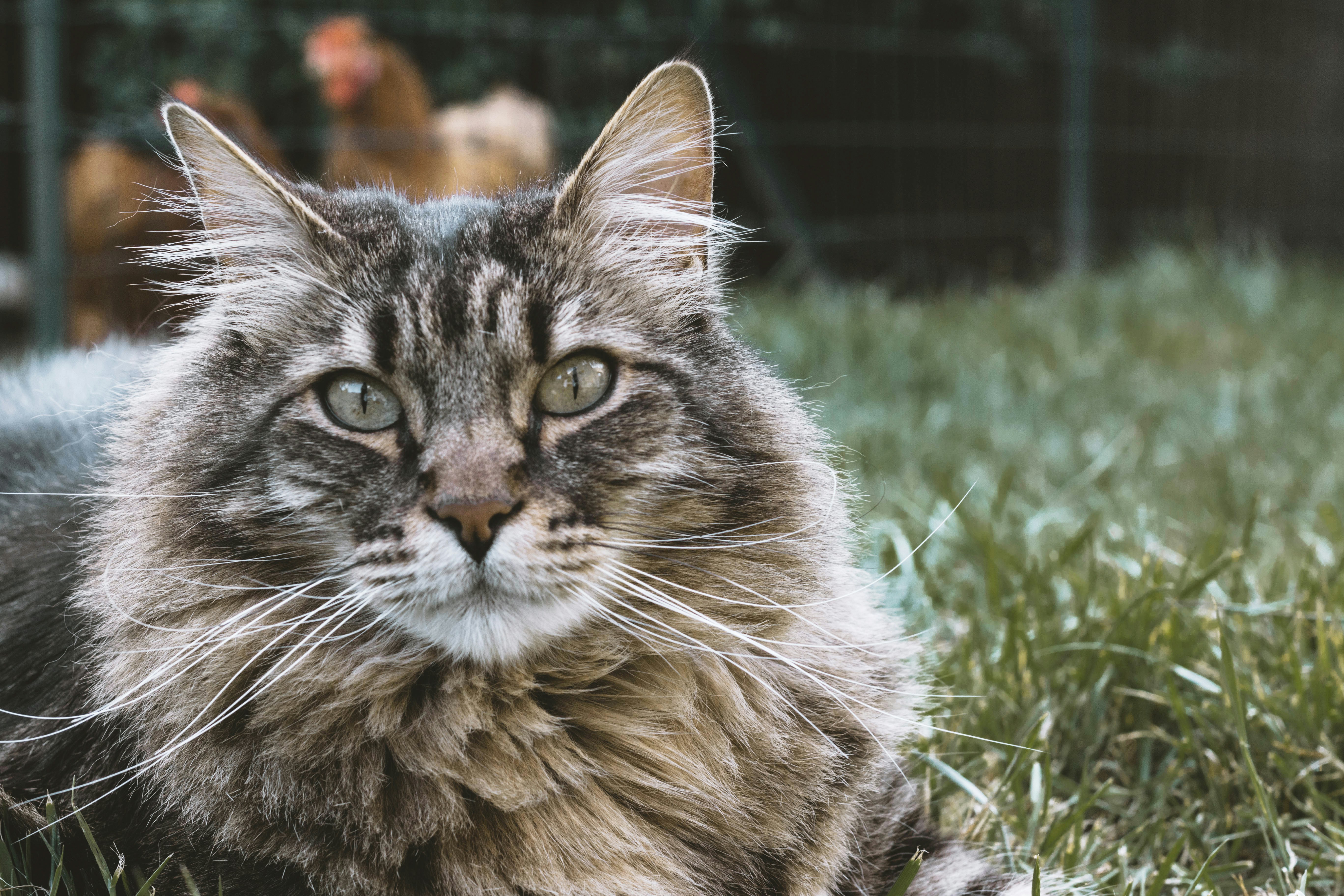 A Lifeline for Felines: Understanding the Vital Role of Cat Rescue Organizations