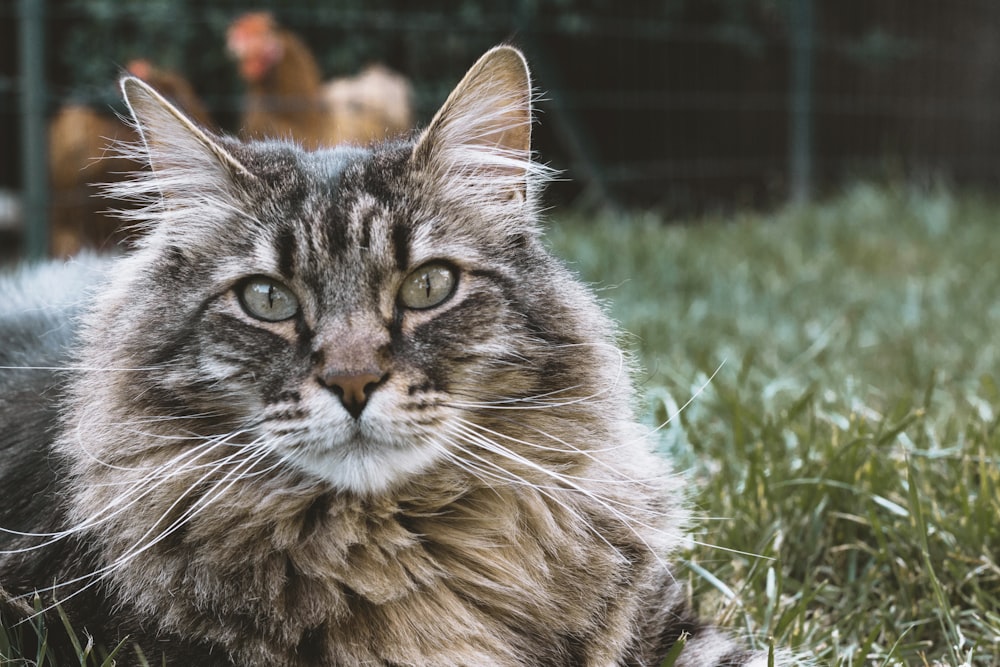 Maine coon cat lying on grass