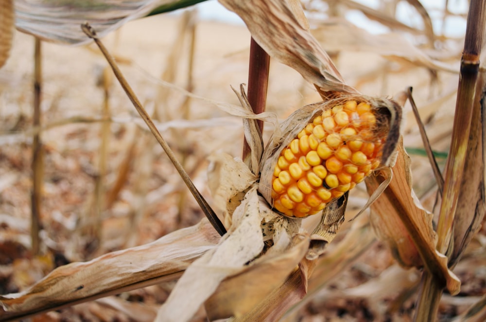 shallow focus photo of yellow corn