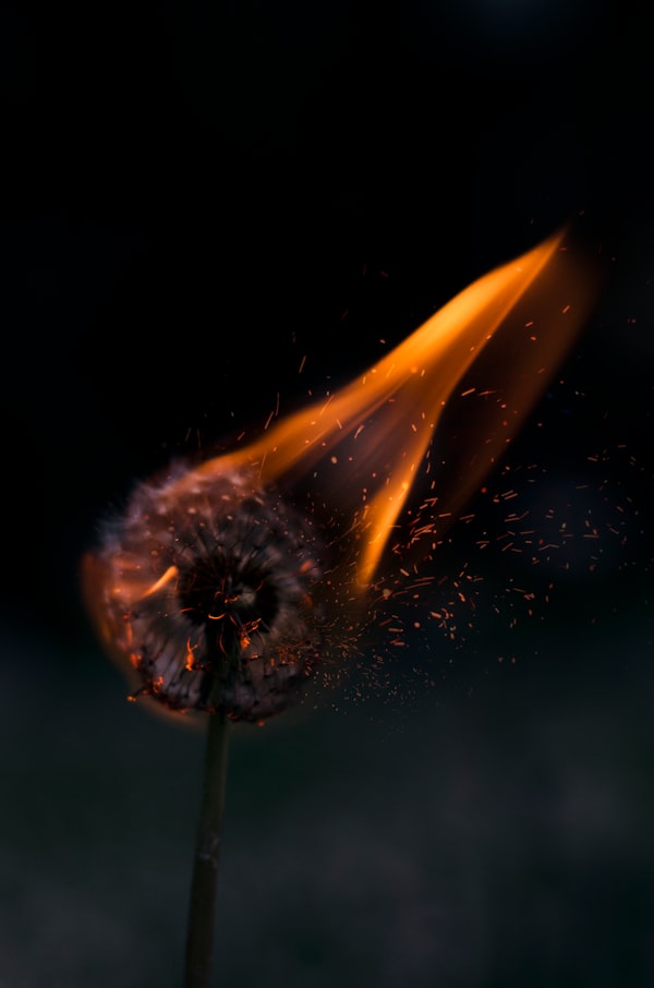 Photo of a dandelion slowly burning set against a moody background