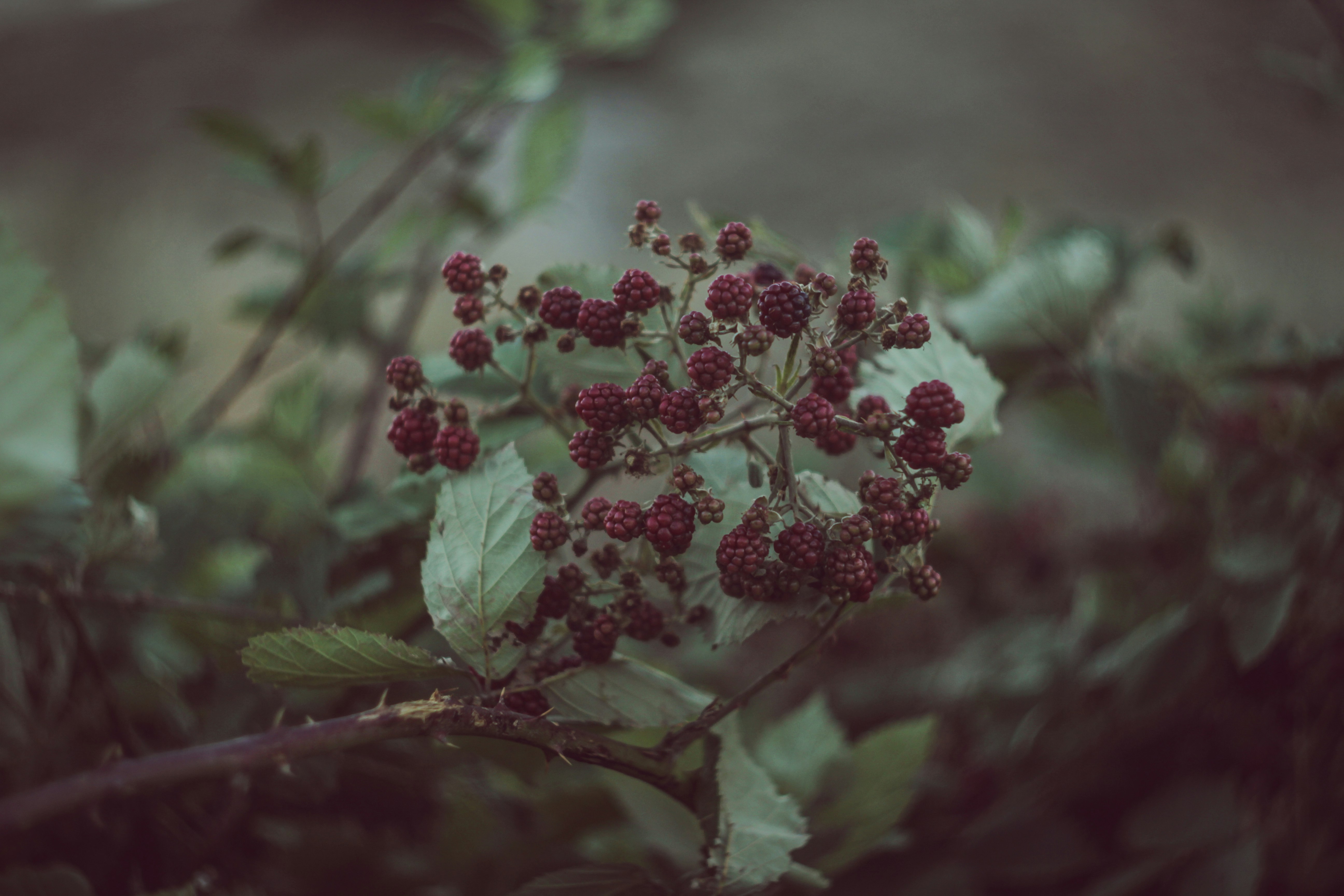 selective focus photography of red cranberries berry teams background