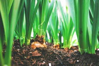 shallow focus photography of green leafed plants