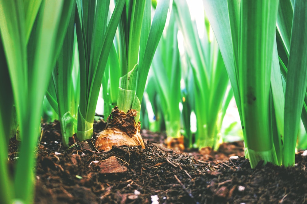 shallow focus photography of green leafed plants