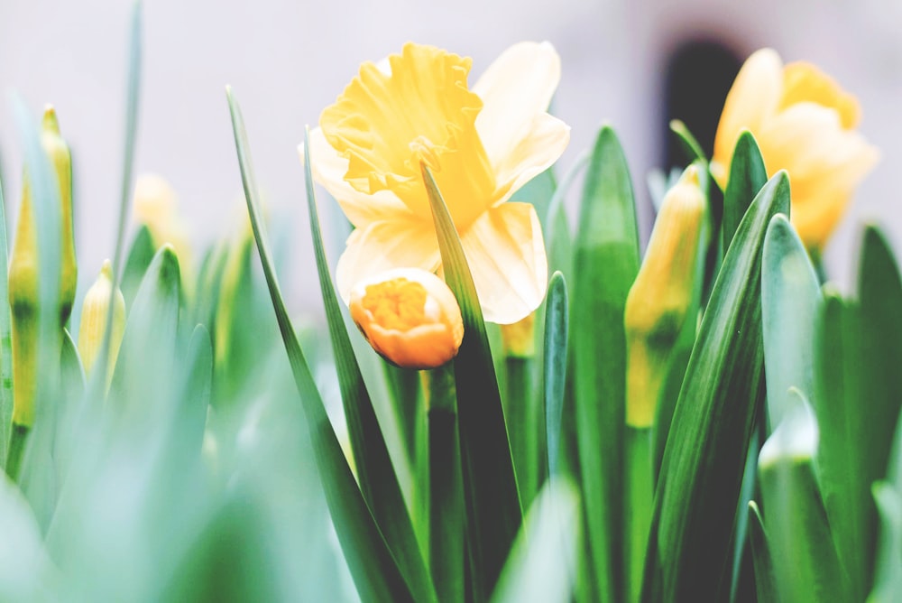 Gelbe Narzissenblüten blühen im Frühling