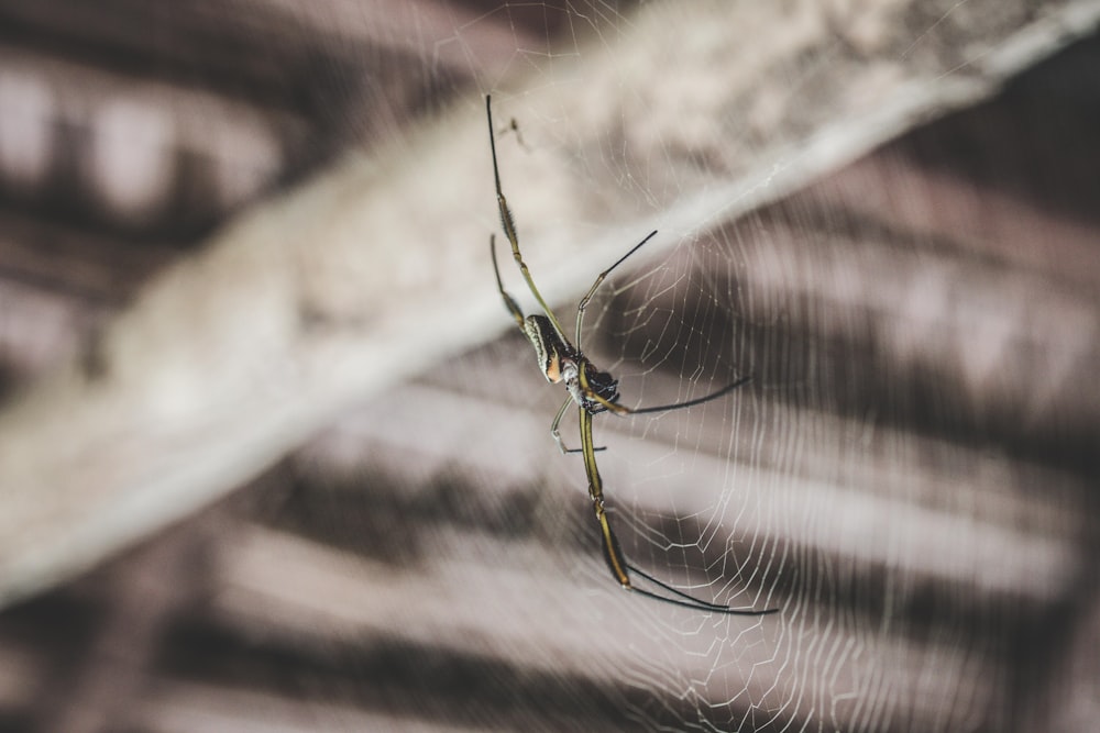 Fotografia de foco seletivo de aranha verde