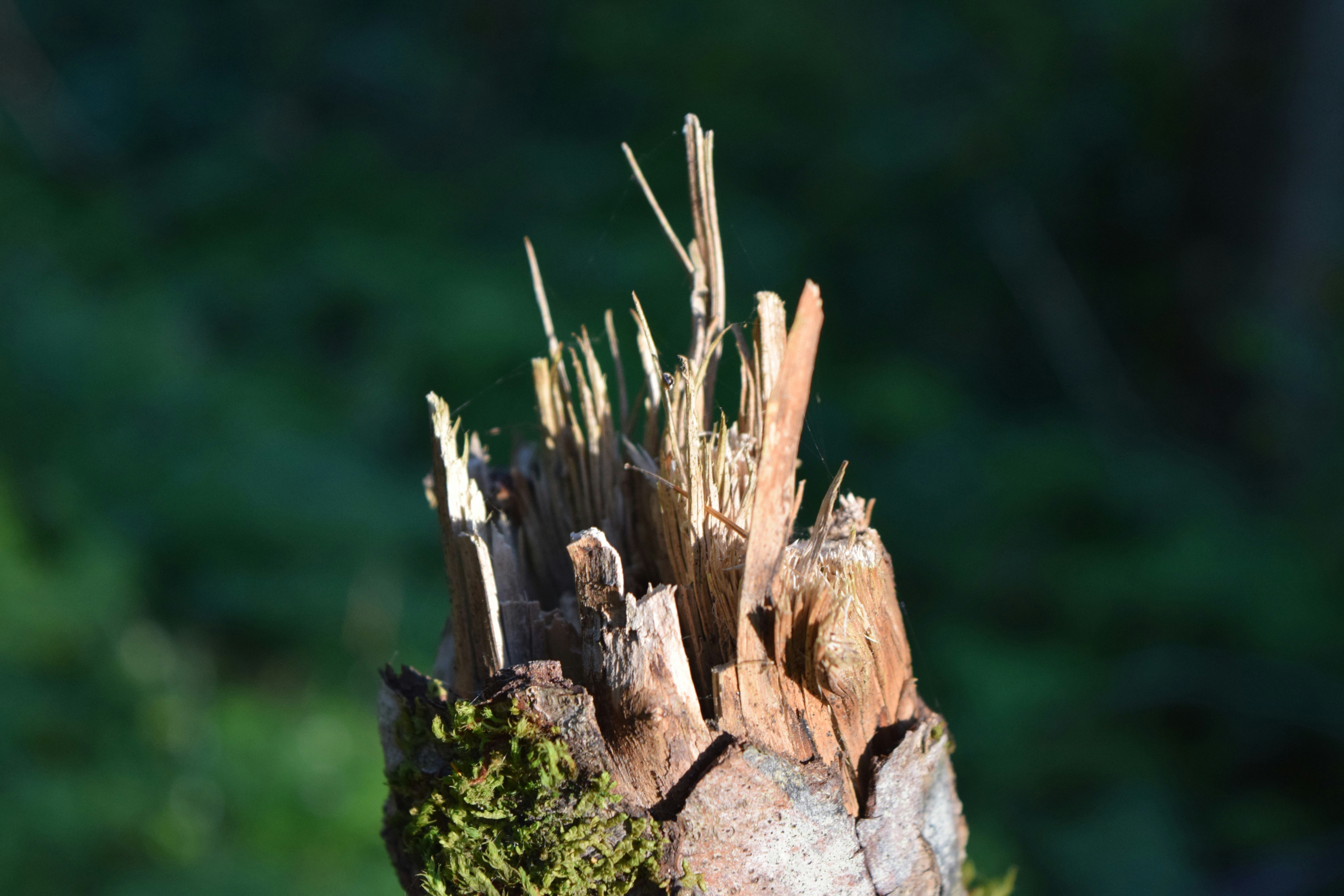 Free Unsplash photo from Lucas Blank