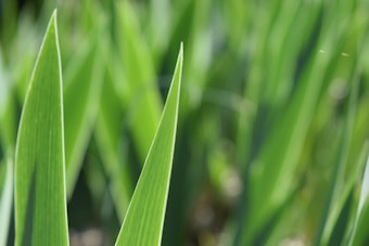 Bright green blades of grass with a soft-focus background, highlighting the sharp outlines and vibrant color of the grass in the foreground.