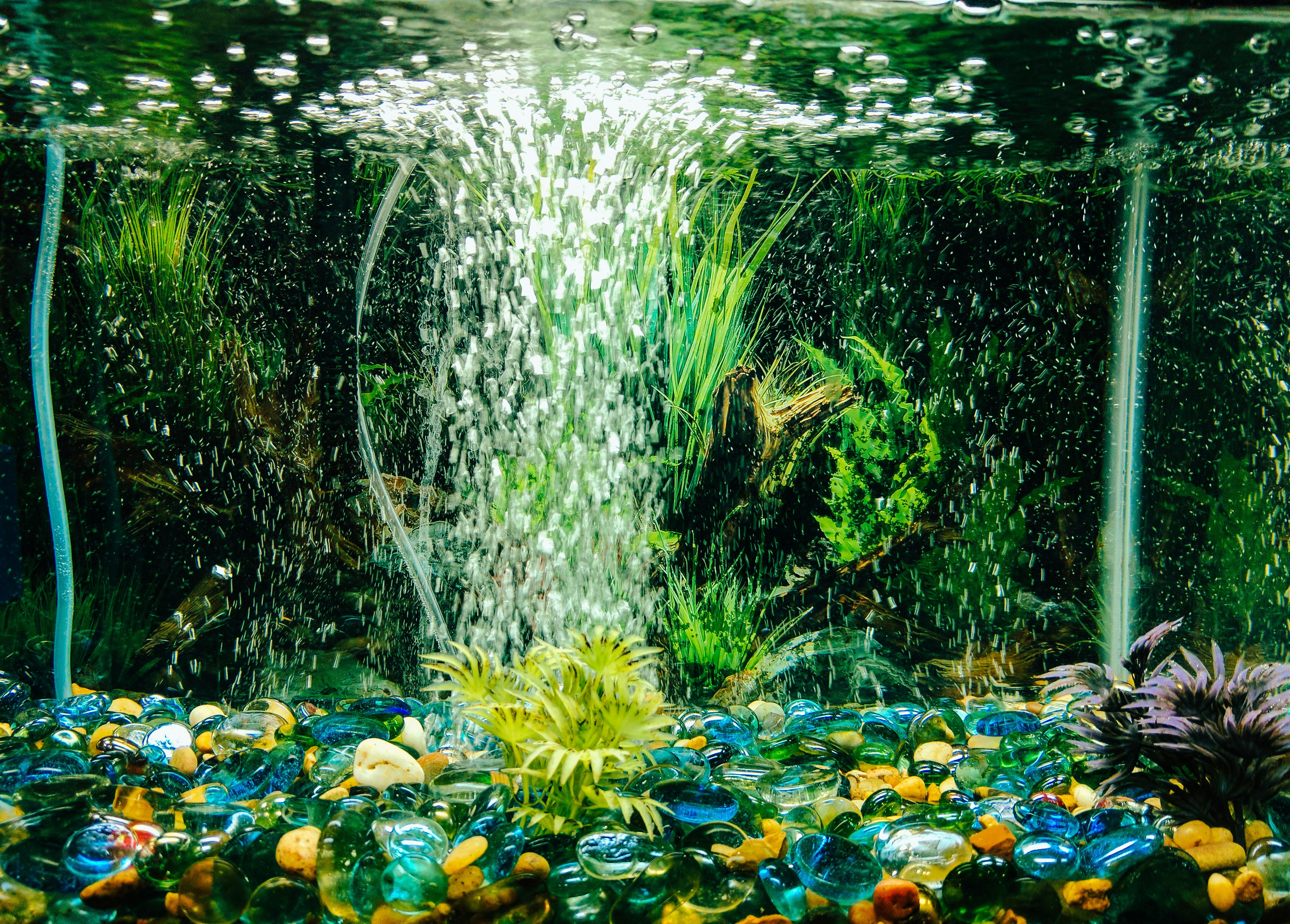 Understanding Fish Tank Cycling: A Beginner's Guide