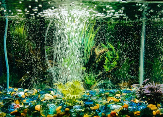 An aquarium with vibrant aquatic plants and colorful pebbles at the bottom. Air bubbles rise from a filtration system, creating a dynamic and lively underwater scene.