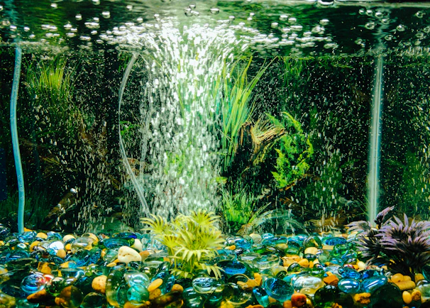 A sleek custom acrylic aquarium with vibrant aquatic plants inside, showcasing crystal-clear acrylic walls.