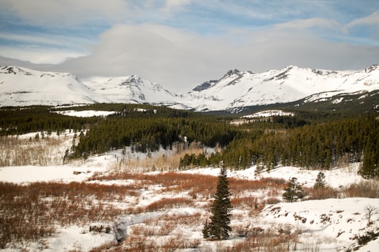 photo of snow-capped mountains nearby pine trees in Glacier National Park United States