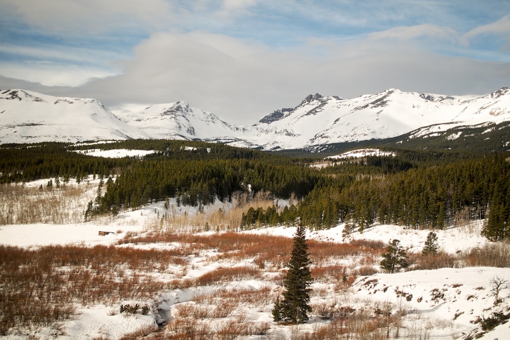 photo of snow-capped mountains nearby pine trees