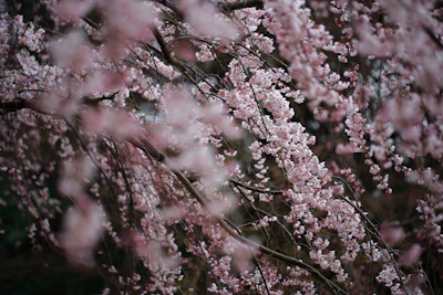 Digital scroll with pink cherry blossom petals drifting over a dark cosmic background.